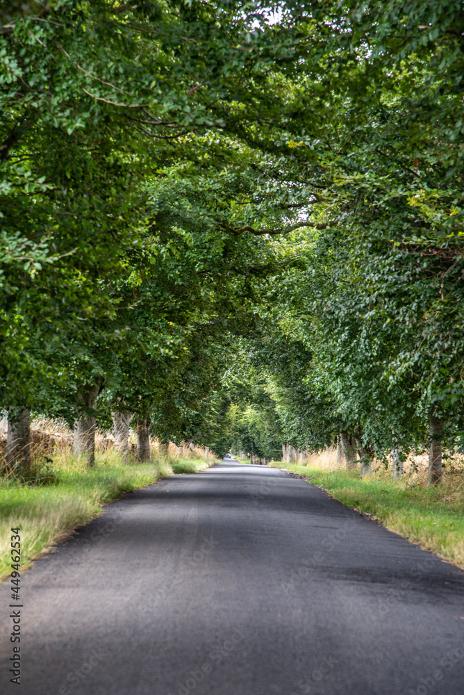 Fototapeta premium road in the woods