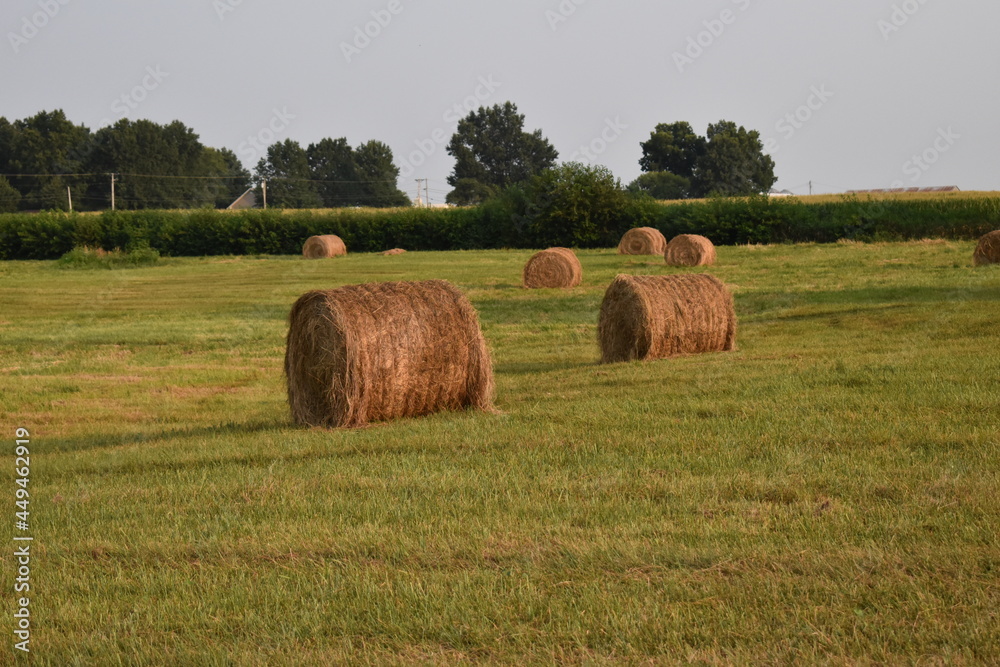 Hay Bales in a Field