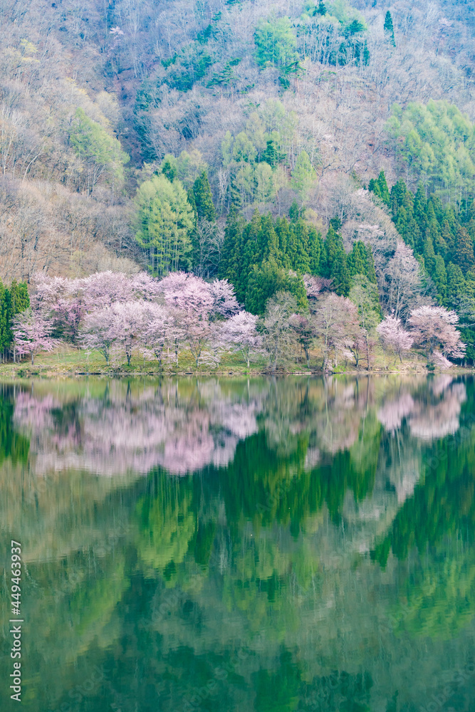 中綱湖　大山桜　満開