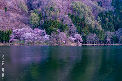 中綱湖 大山桜 満開