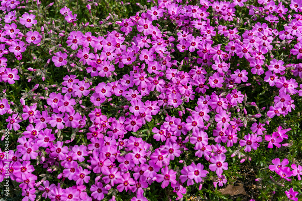 芝桜　白馬