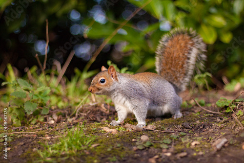 squirrel in the park