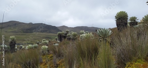 frailejones paramo Boyacá montañas Colombia photo