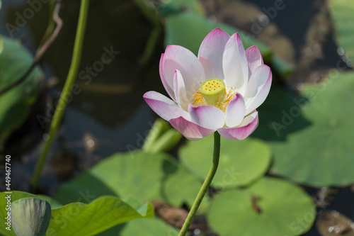 Lotus blossoms in the pond