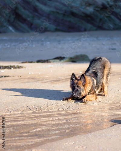 dog on the beach
