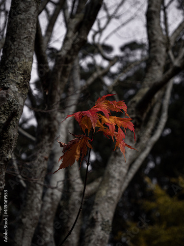 tree in autumn