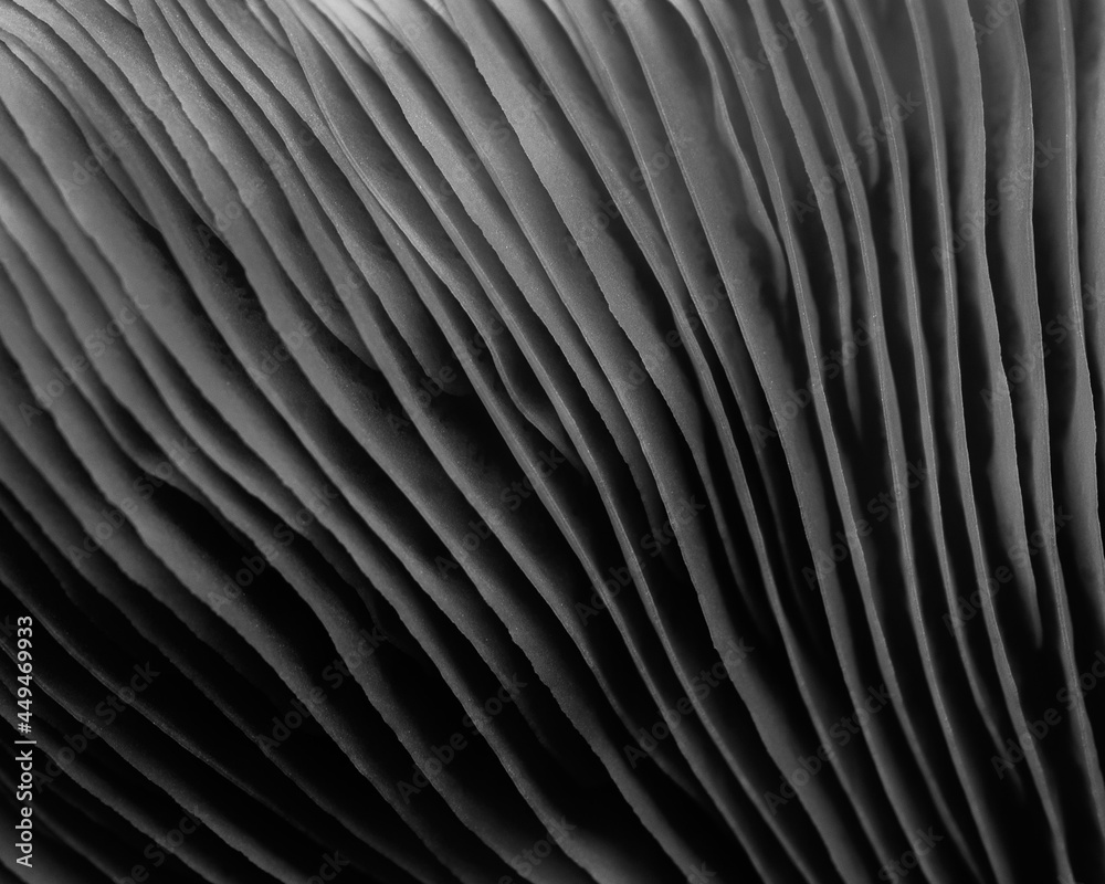 Obraz premium close up of mushroom
