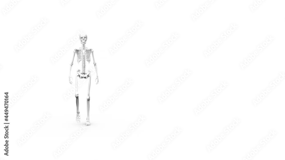 Digital animation of human skeleton walking against white background Digital animation of human skeleton walking against white background