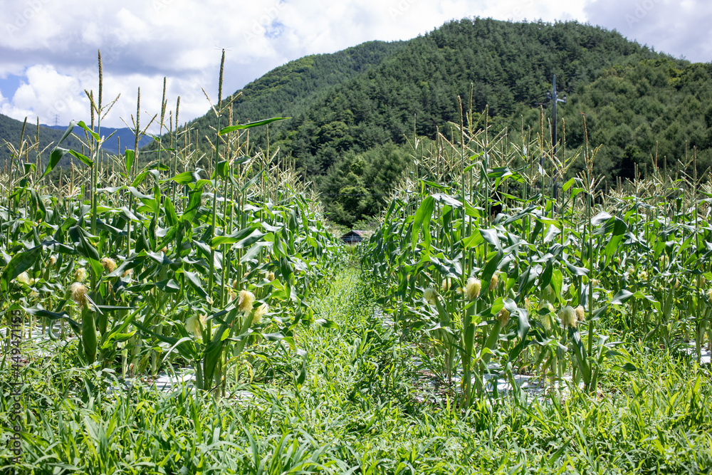 Obraz premium とうもろこし農園のとうもろこし