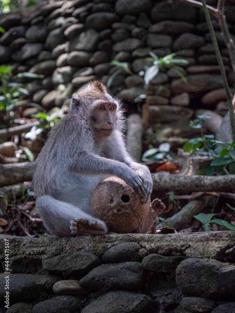 Obraz premium portrait of a lonely macaque with coconut friend.