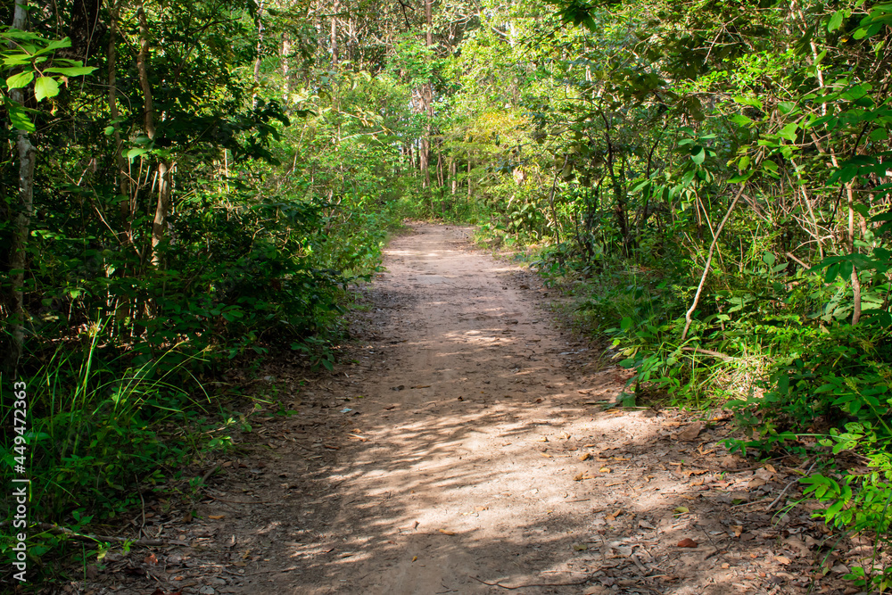 path in the forest