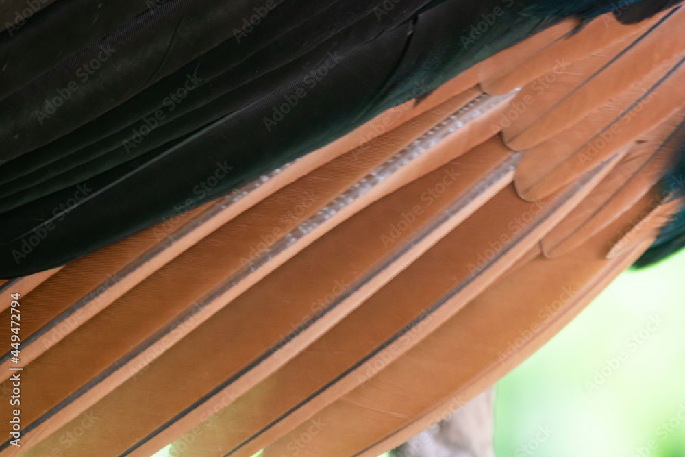 The peacock's feathers are being regenerated after shedding off the mating season. The peacock's feathers are being regenerated after shedding off the mating season.