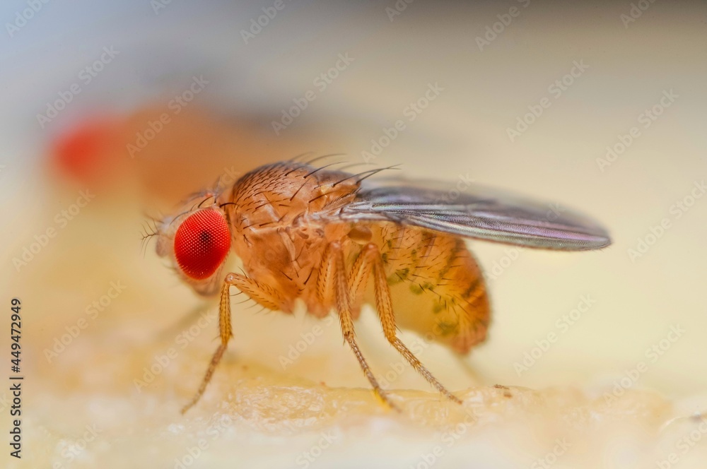 Fruit fly or vinegar fly (Drosophila melanogaster) on banana fruit surface. Fruit fly or vinegar fly (Drosophila melanogaster) on banana fruit surface.