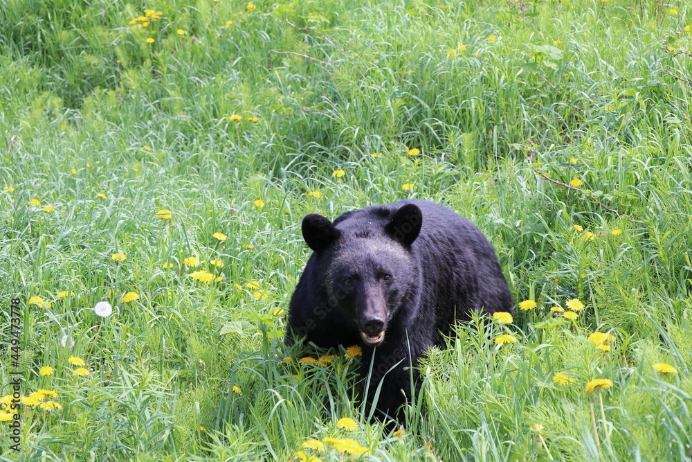 Great bear plays and watching in Banff National Park. A Bear search some food and walking through the grass. Amazing animal just wonderful Great bear plays and watching in Banff National Park. A Bear search some food and walking through the grass. Amazing animal just wonderful