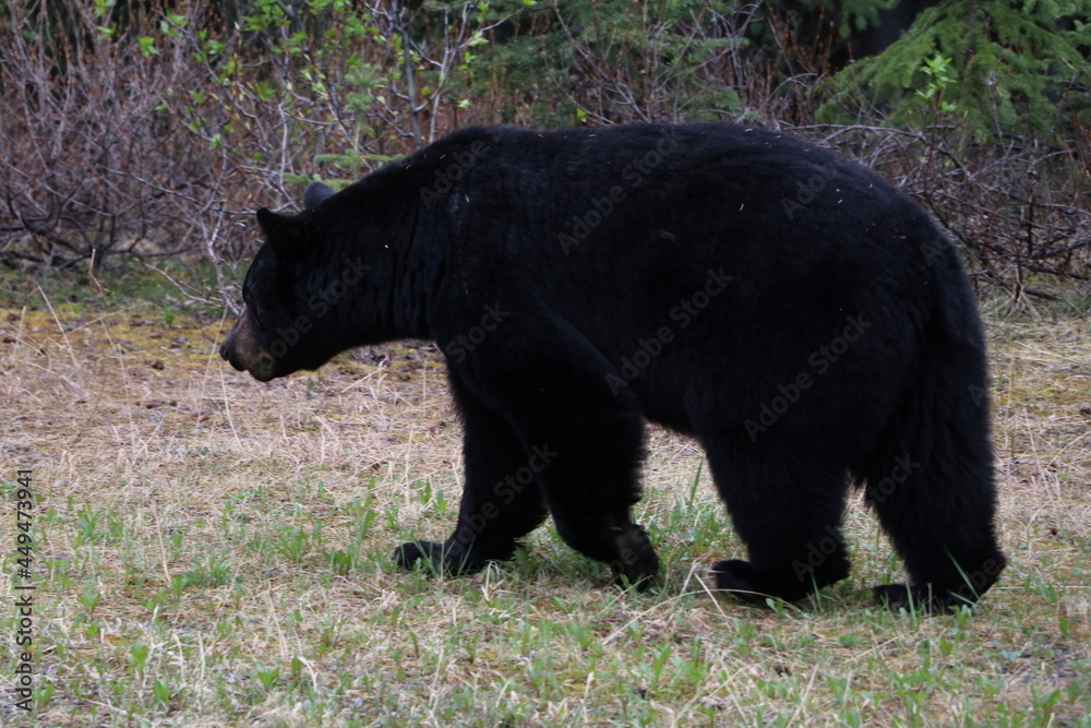 Great bear plays and watching in Banff National Park. A Bear search some food and walking through the grass. Amazing animal just wonderful Great bear plays and watching in Banff National Park. A Bear search some food and walking through the grass. Amazing animal just wonderful