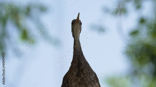 This video shows a wild Sunbittern (Eurypyga helias) bird singing and chirping to the rest of it's flock.