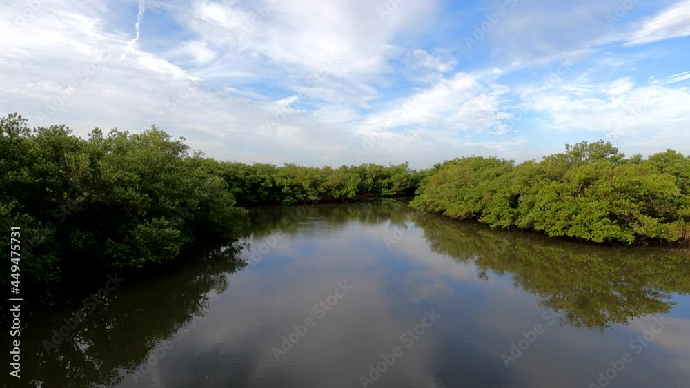 A flock of American white ibis (Eudocimus albus) circling over a Florida mangrove swamp. A flock of American white ibis (Eudocimus albus) circling over a Florida mangrove swamp.