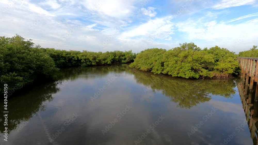 Stationary shot of a Florida mangrove swamp featuring red mangroves (Rhizophora mangle) and black mangroves (Avicennia germinans), brackish water, and partly cloudy skies. Stationary shot of a Florida mangrove swamp featuring red mangroves (Rhizophora mangle) and black mangroves (Avicennia germinans), brackish water, and partly cloudy skies.