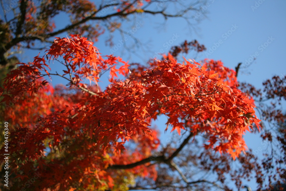 見事な紅葉
見事な紅葉