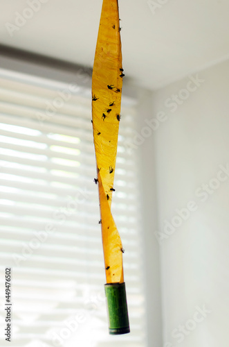sticky tape for flies, with sticky flies