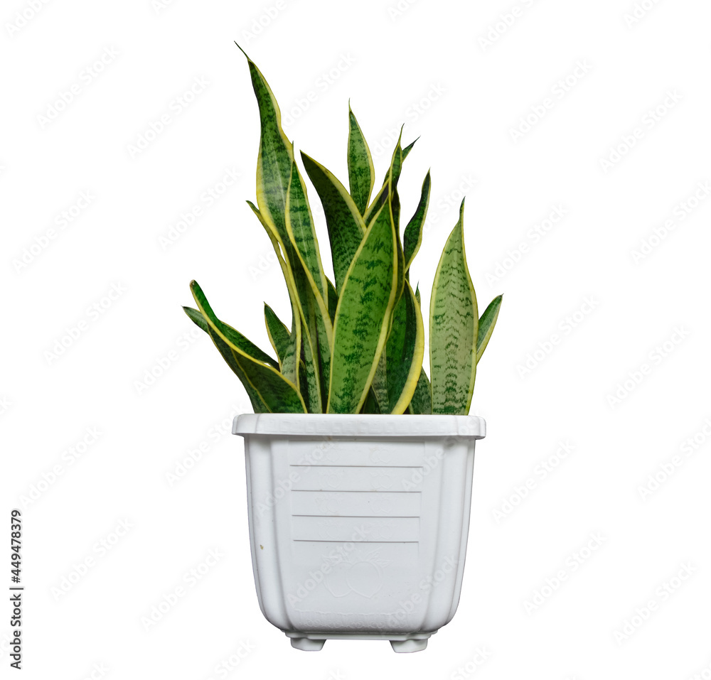 Snake Plant (Sansevieria Laurentii) in White Pot with White Background Snake Plant (Sansevieria Laurentii) in White Pot with White Background