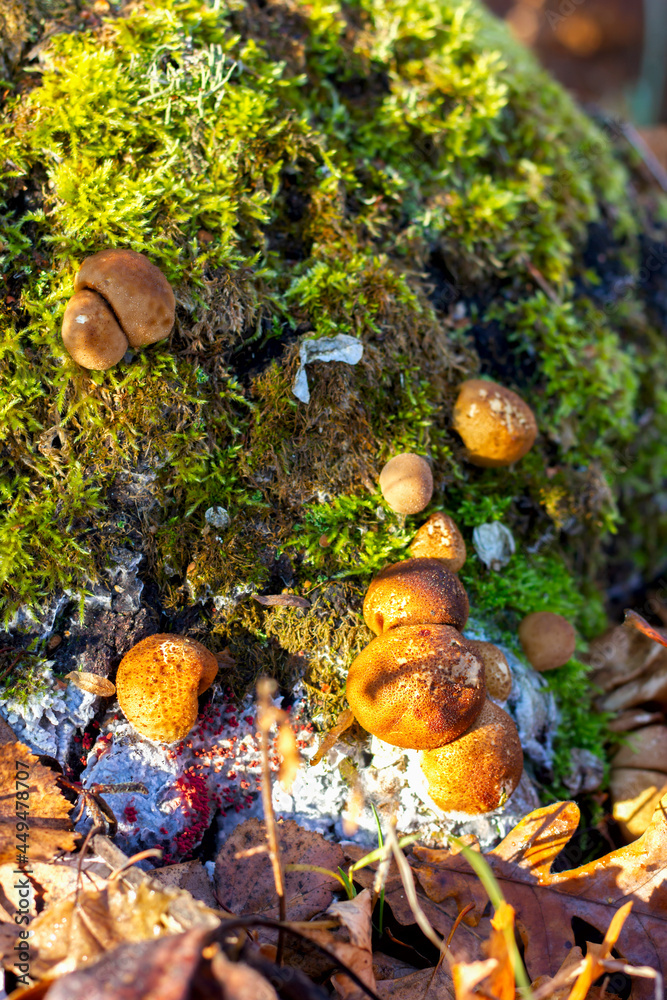 mushrooms with brown caps on a stump in the forest top view close-up mushrooms with brown caps on a stump in the forest top view close-up