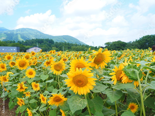 北海道の風景 ニセコのひまわり畑