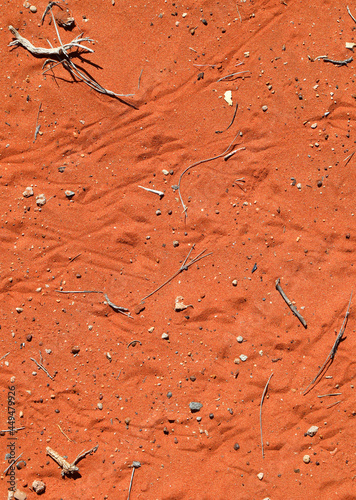 Close up of foot prints in red sand including prints of lizards and australian marsupials