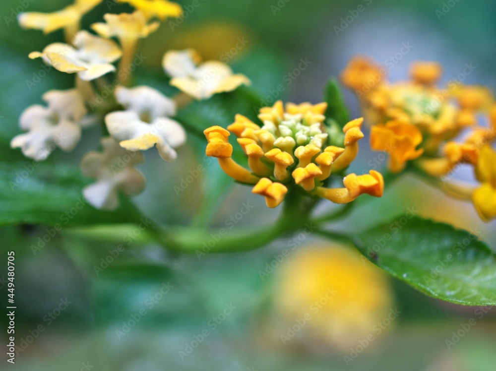 yellow flowers lantana camara with green leaves ,soft selective focus for pretty background ,blurred ,tropical plants , macro image ,copy space ,delicate beauty of nature ,spring flowers blooming yellow flowers lantana camara with green leaves ,soft selective focus for pretty background ,blurred ,tropical plants , macro image ,copy space ,delicate beauty of nature ,spring flowers blooming