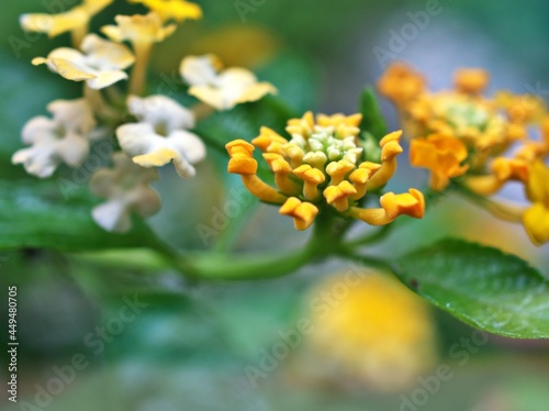 yellow flowers lantana camara with green leaves  soft selective focus for pretty background  blurred  tropical plants   macro image  copy space  delicate  beauty of nature  spring flowers blooming 