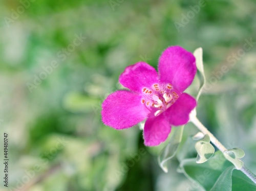 Purple flower Texas sage Leucophyllum frutescens ,Eremophila nivea silky ,Figworts in garden with soft selective focus for pretty blurred background ,macro image ,copy space ,delicate beauty of nature photo