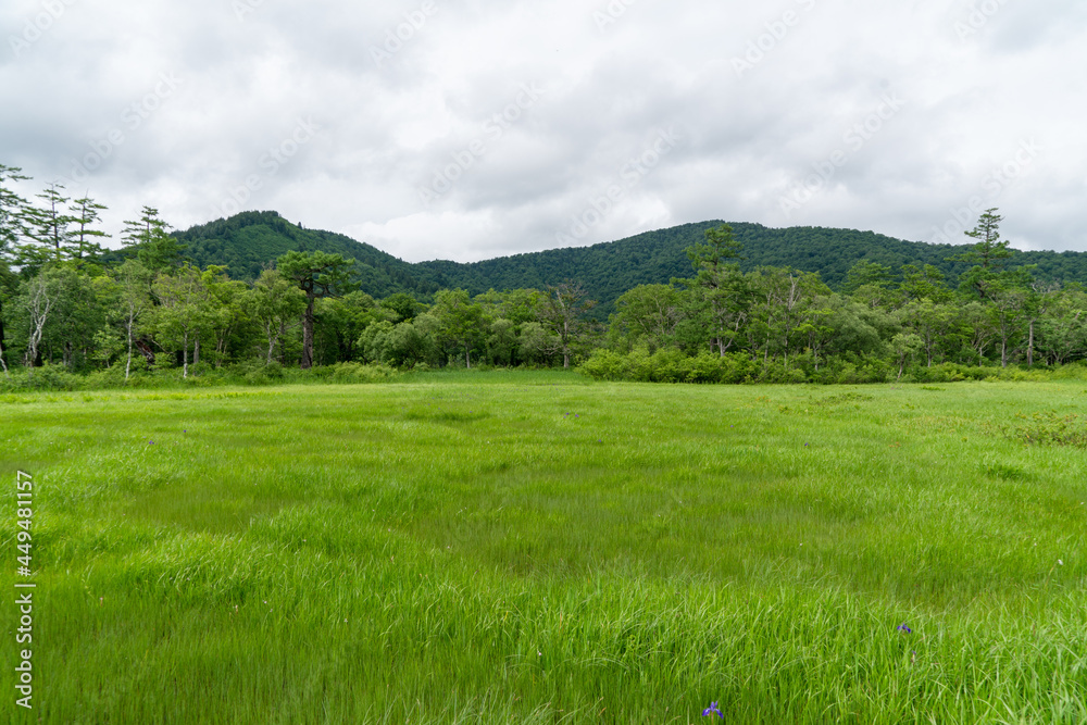 Fototapeta premium 福島県、新潟県、群馬県にある尾瀬ヶ原をハイキングしている風景 Scenery of hiking in Ose-ga-hara in Fukushima, Niigata and Gunma prefectures.