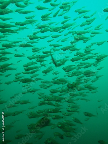 A flock of Pearl-spot chromis