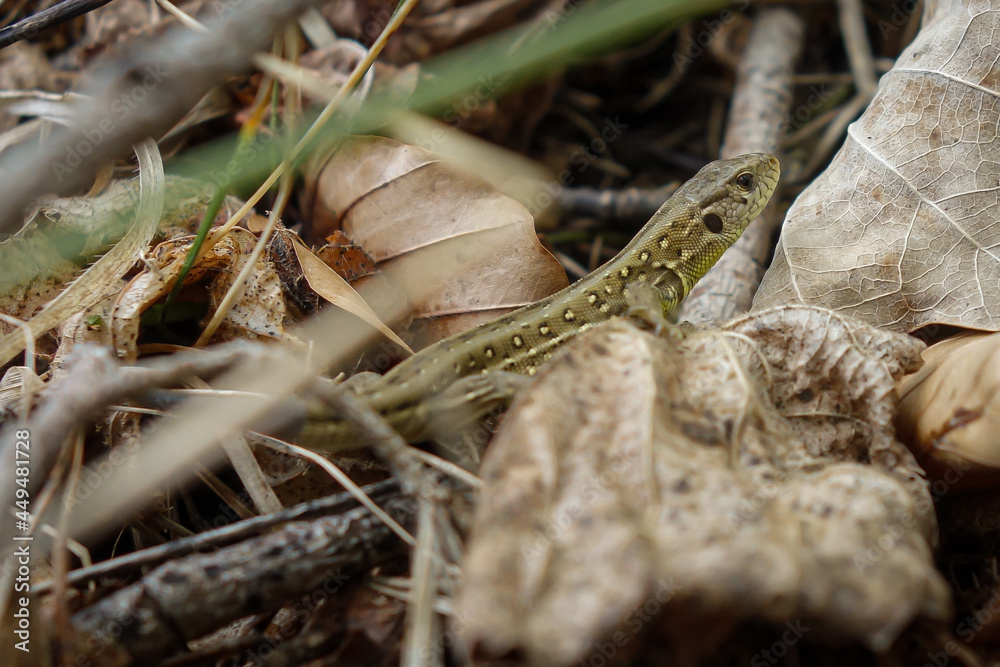 Naklejka premium lizard on a rock