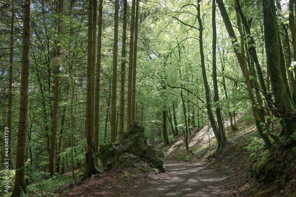 Obraz premium path in the forest