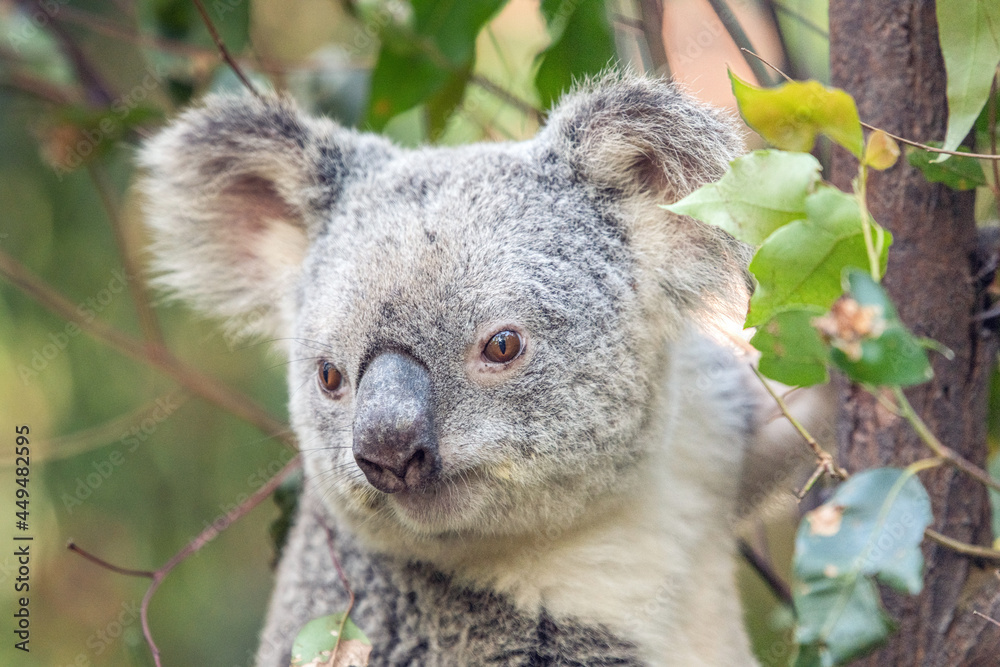 Obraz premium Close up of koala’s head looking off to the side surrounded by eucalyptus leaves
