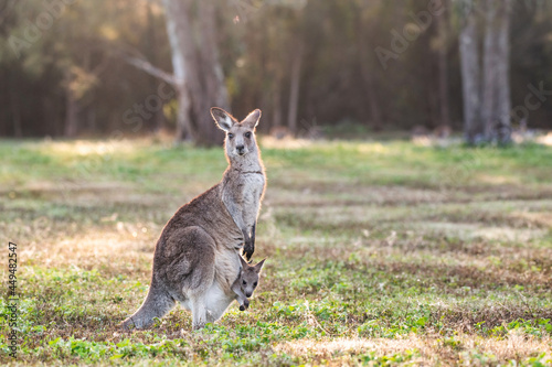 Canvas Print Kangaroo with joey in her pouch looking at camera in the morning light in open bushland