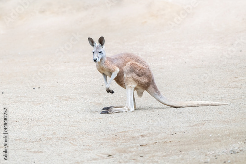 Red kangaroo standing alone, looking forward in a remote empty plain