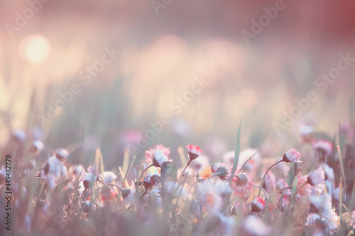Fototapeta Naklejka Na Ścianę i Meble -  flowers daisies background summer nature, field green flowering colorful daisies