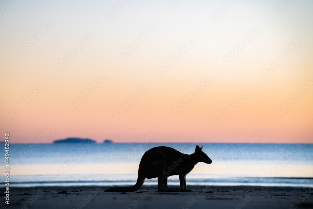 Silhouette of a wallaby crouching down with the colours of dawn behind it. Silhouette of a wallaby crouching down with the colours of dawn behind it.