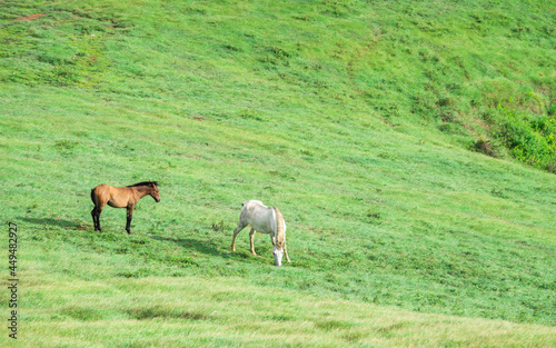 Two horses eating grass together in the field, hill with two horses eating grass, two horses in a meadow