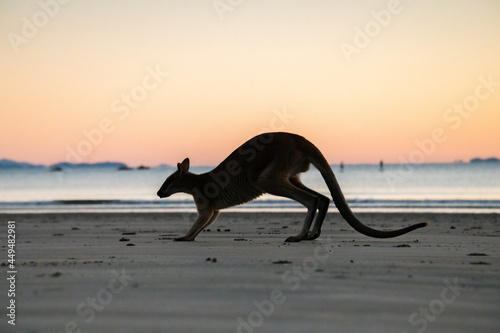 Silhouette of a wallaby slowly moving with the colours of dawn behind it.