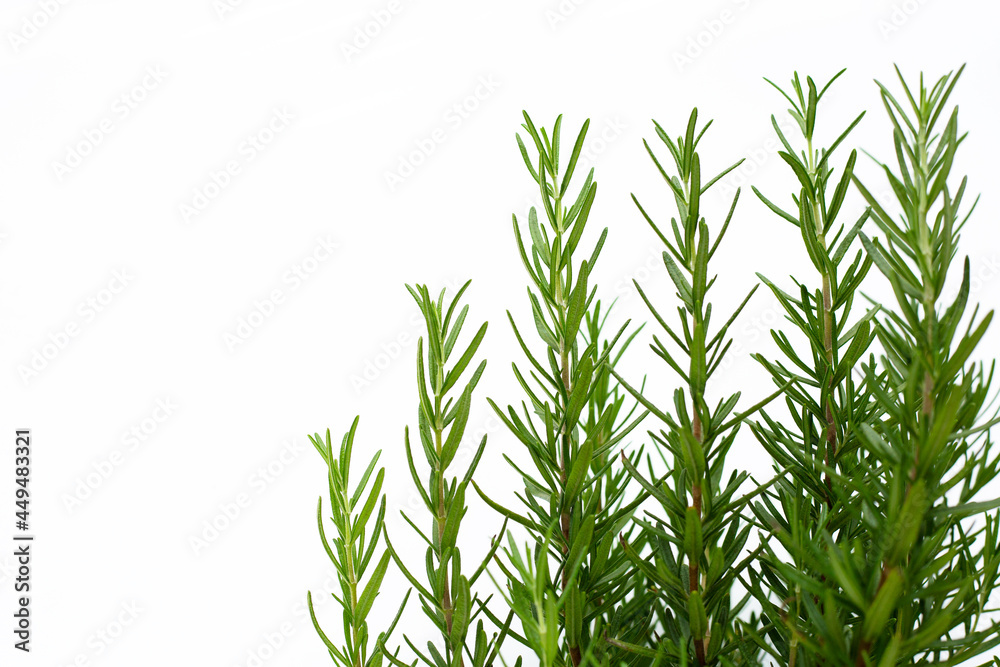 Fresh rosemary plant herb growing on white background. Fresh rosemary plant herb growing on white background.