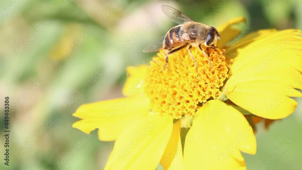 A bee on a flower collects pollen. Spring. Nature. A bee on a flower collects pollen. Spring. Nature.
