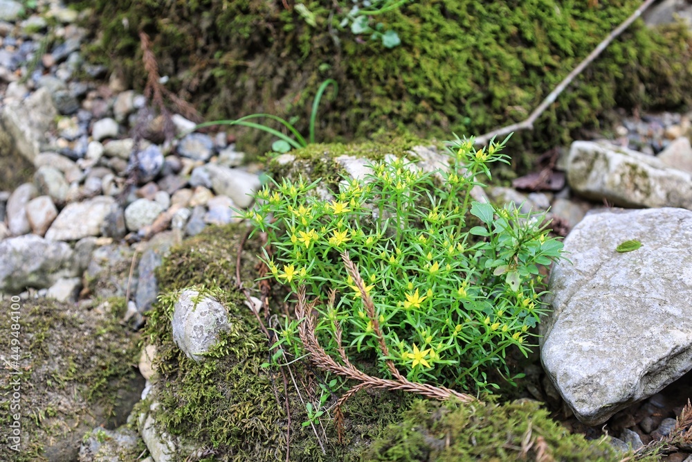 自然の風景 苔むした岩に生える黄色い花 自然の風景 苔むした岩に生える黄色い花