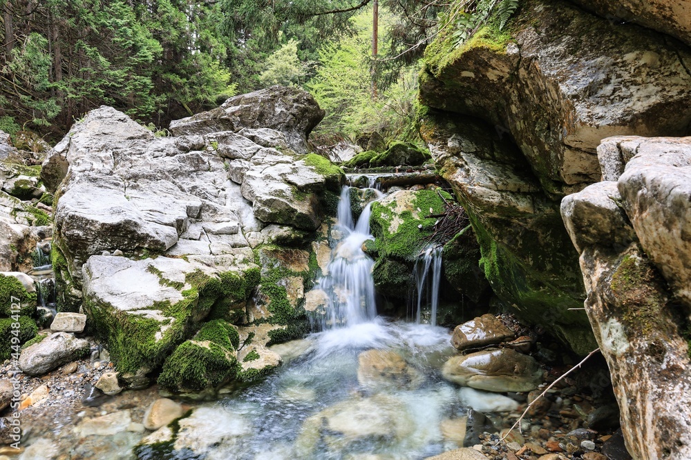 Fototapeta premium 苔が生えた岩がゴロゴロした小さな沢 自然の風景