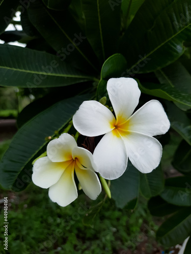 white and yellow flowers on dark green background © i m Rudee