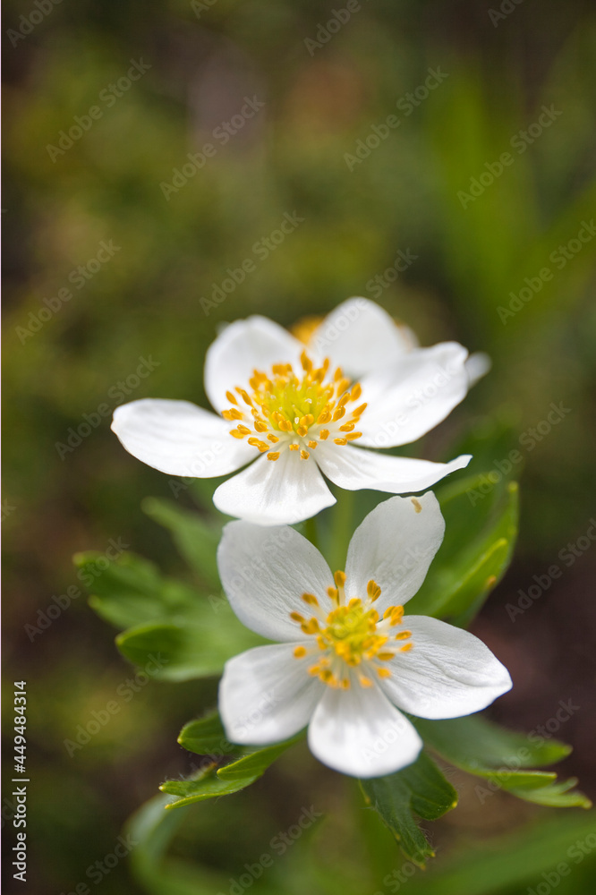 Obraz premium alpine plants, alpine flowers, at mt.tateyama in summer 夏の立山登山での高山植物たち