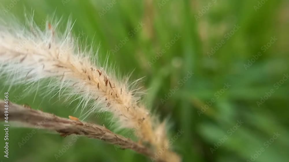 Silver grass flower blowing in the wind, silver grass flower sway in the wind. Silver grass flower blowing in the wind, silver grass flower sway in the wind.