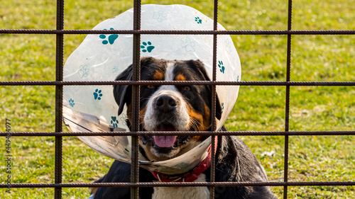 Ein Hund mit Halskrause hinter einem Zaun